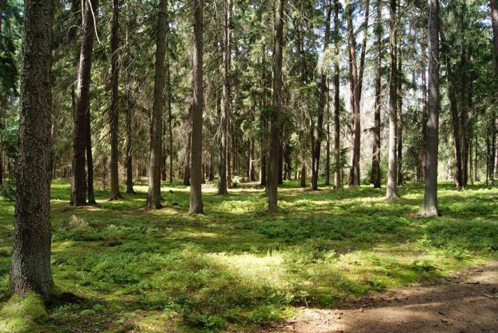 Rezerwat&#x20;Czarnia&#x20;&#x28;fot&#x2e;M&#x2e;Stępień&#x29;