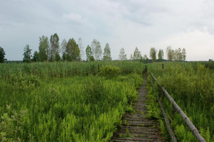 Torfowisko&#x20;Serafin&#x20;&#x28;fot&#x2e;M&#x2e;Stępień&#x29;