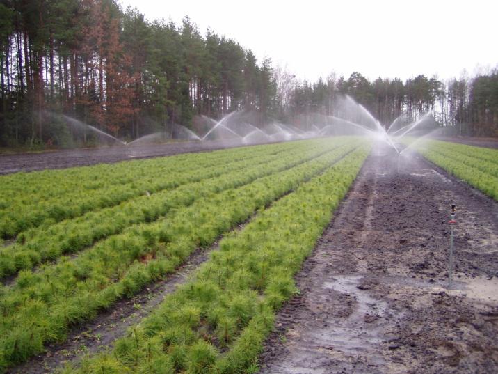 Produkcja sosny na szkółce (fot.J.Kulasik)