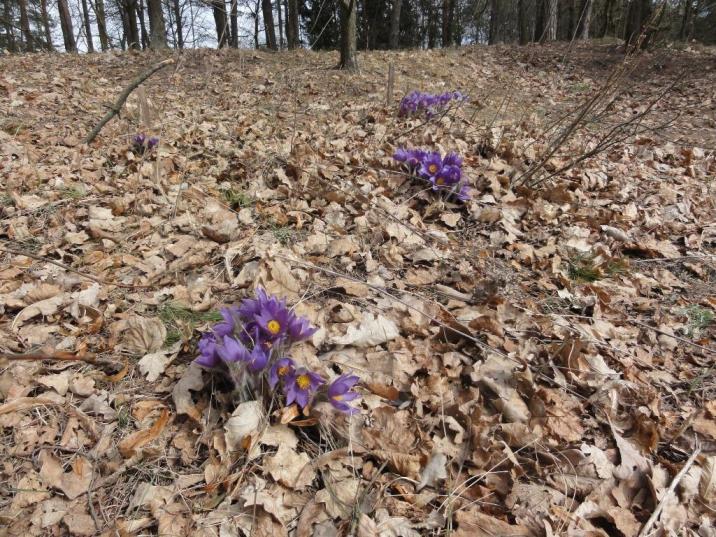 Myszynieckie Bory Sasankowe (fot.E.Błaszczak)