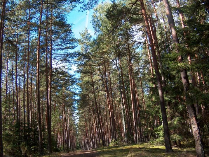 Drzewostan sosnowy - fot.E.Błaszczak