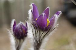 Sasanka otwarta - fot.M.Stępień