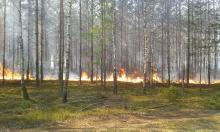 Ponad 1400 pożarów lasów od początku roku