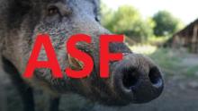 Czym jest ASF ?