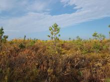 Czynna ochrona rezerwatu przyrody „Torfowisko Karaska”