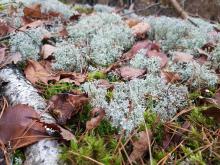 Działania na rzecz ochrony siedliska sosnowy bór chrobotkowy (91T0)