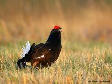 Czynna ochrona jedynej populacji cietrzewia na Mazowszu
