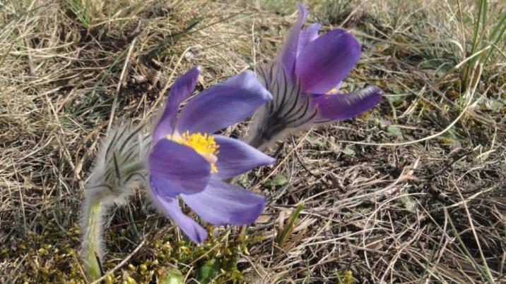 Fot.M.Lewandowska-Gross