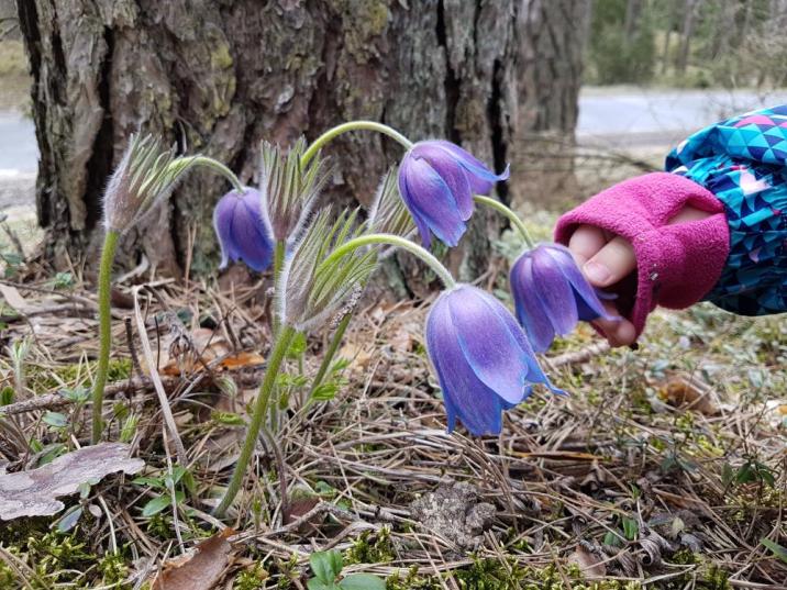 Fot.M.Lewandowska-Gross
