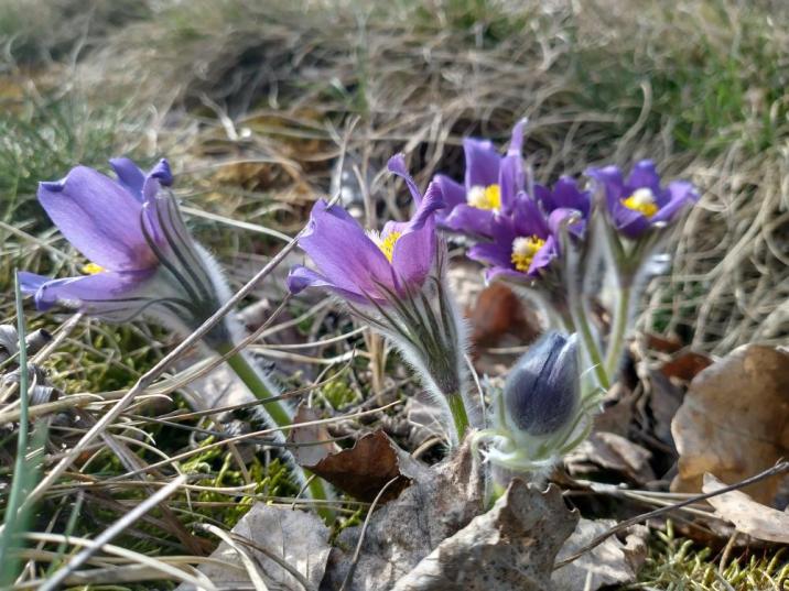 Sasanka otwarta, fot. M.Gross