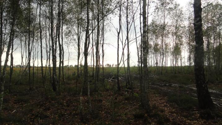 Torfowisko Karaska (Fot.M.Lewandowska-Gross)