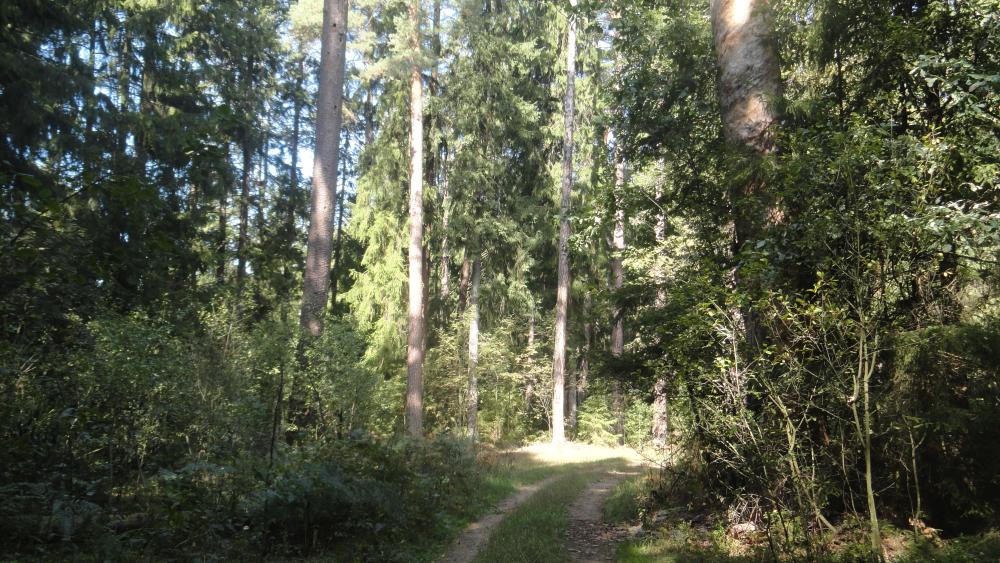 Rezerwat Surowe (Fot.M.Lewandowska-Gross)