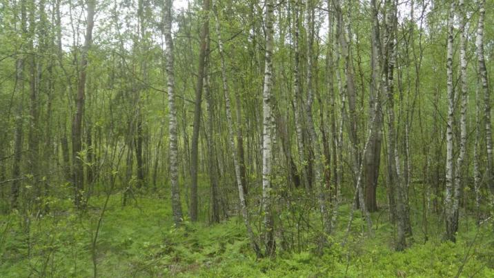 Fragment&#x20;obszaru&#x20;Natura&#x20;2000&#x20;Bory&#x20;Bagienne&#x20;i&#x20;Torfowisko&#x20;Karaska&#x20;&#x28;fot&#x2e;M&#x2e;Lewandowska-Gross&#x29;&#x29;