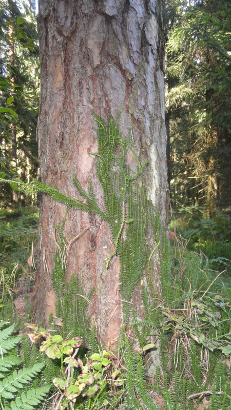Widłak jałowcowaty fot. M.Lewandowska-Gross