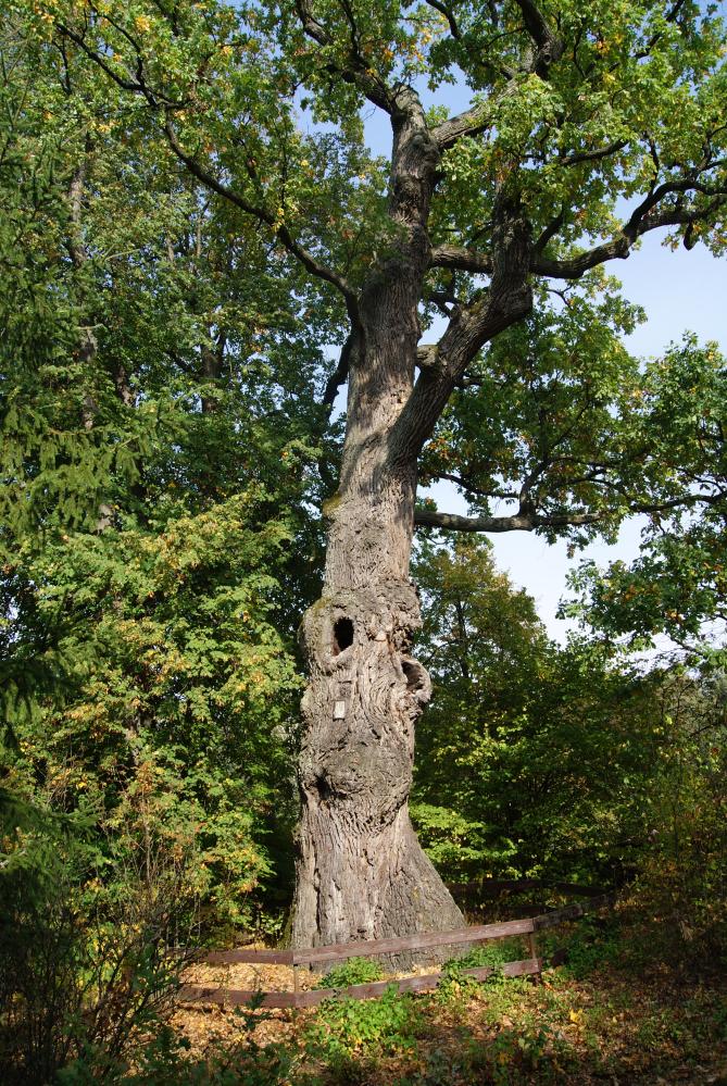 Dąb zwany "Kmicic", fot. M.Stępień