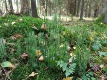 KONSULTACJE SPOŁECZNE WS. LASÓW HCV ORAZ OBSZARÓW REFERENCYJNYCH