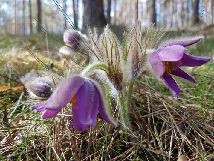 Sasanka otwarta (Pulsatilla patens)
