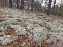 Chronimy sosnowe bory chrobotkowe