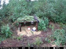 Cietrzew wraca na tereny Nadleśnictwa Myszyniec