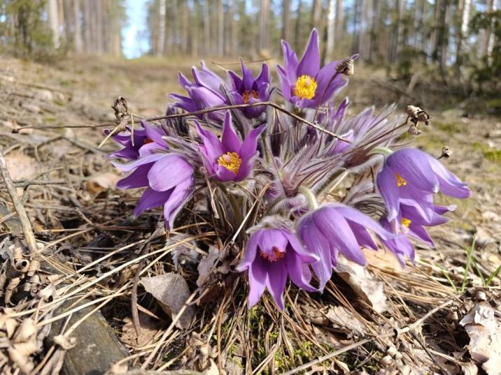 Sasanka otwarta (Fot. Martyna Gross)